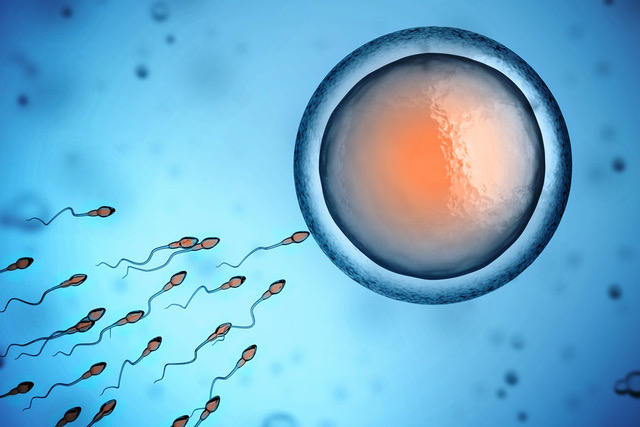 sperm and egg cell